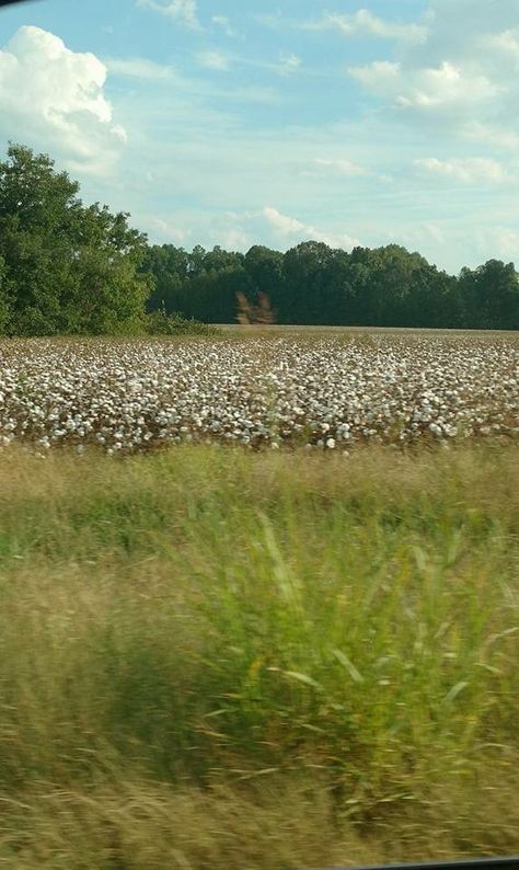 Cottonfield in Vicksburg Mississippi Mississippi Aesthetic, Columbus Mississippi, Vicksburg Mississippi, Deep South, Mississippi, Columbus, Natural Landmarks, Quick Saves