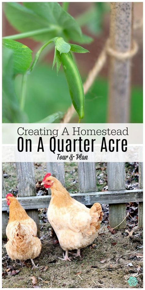 Mini Homestead, Homestead Layout, Acre Homestead, Homestead Farm, Homestead Gardens, Homesteading Skills, Urban Homesteading, Mini Farm, Backyard Farming