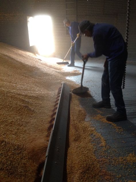 Unloading the grain bin Railroad Tracks, Grain, Photography