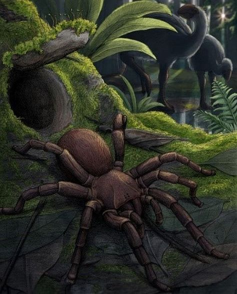 Fossil of a 'Giant' Trapdoor Spider Found in Australia, And Just Look at It! : ScienceAlert Trapdoor Spider, Spider Species, Large Spiders, Giant Spider, Rock Types, New South Wales, Fossil, Look At, Australia