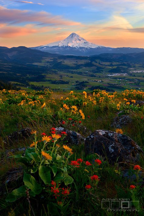 (by Adrian Klein) Hood River, Mt Hood, Pretty Landscapes, Spring Bouquet, Nature Aesthetic, Pretty Places, الرسومات اللطيفة, Abu Dhabi, Amazing Nature