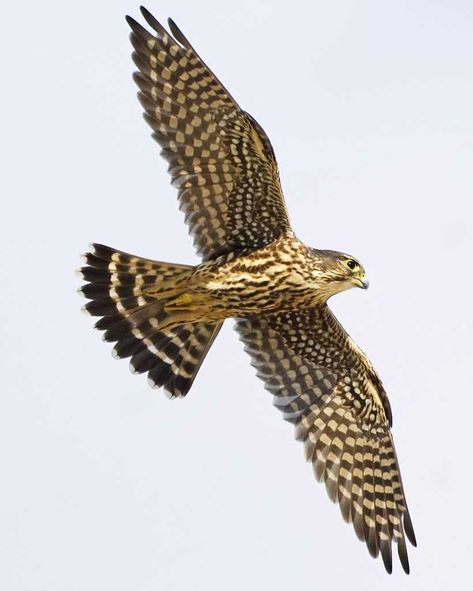 Merlin Falcon, Merlin Bird, Draw Birds, House Sparrow, British Birds, Life List, Flying Birds, Kestrel, Long Shadow