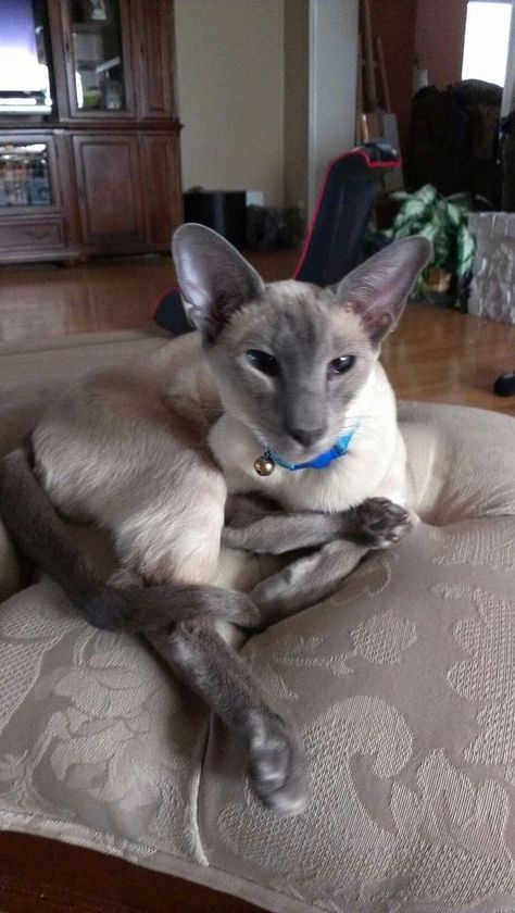 Blue Point Siamese Siamese Cats Blue Point, Blue Point Siamese, Cats Siamese, Cornish Rex, Siamese Kittens, Blue Point, Devon Rex, Gorgeous Cats, Sphynx