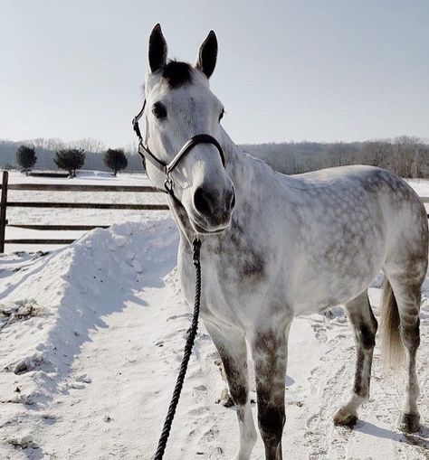 Dapple Grey Paint Horse, Dapple Grey Thoroughbred, Dappled Grey Horse, Dapple Grey Horse, Dapple Grey Horses, Grey Horses, Cute Horse Pictures, Horse Dressage, Horse Aesthetic