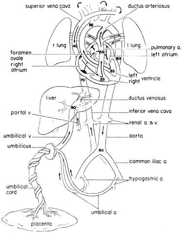 Human fetal circulation Fetal Circulation Flow Chart, Fetal Circulation Diagram, Fetal Circulation, Arteries Anatomy, Heart Circulation, Baby Scan, Exam Study, Flow Chart, Family Health