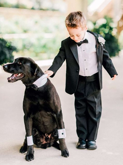 ring bearer tuxedo dog Ring Bearer Outfit Black, Ring Boy Outfits, Ring Bearer Tuxedo, Ring Bearer Ideas, Ring Bearer Boutonniere, Dapper Suits, Ring Boy, Blue Peter, Classic Tuxedo