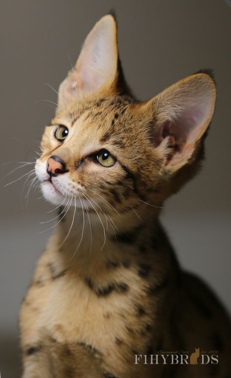 Realism Flash, Savannah Kitten, Savannah Cats, Herding Cats, Serval Cats, Gorgeous Animals, F2 Savannah Cat, Cat Species, Exotic Cats