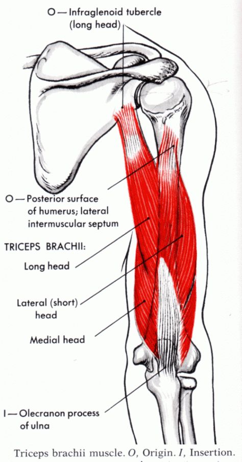 Triceps Brachii Muscle, Best Tricep Exercises, Figure Competition Diet, Muscles Anatomy, Muscle System, Anatomy Images, Bolesti Chrbta, Human Body Anatomy, Muscle Anatomy