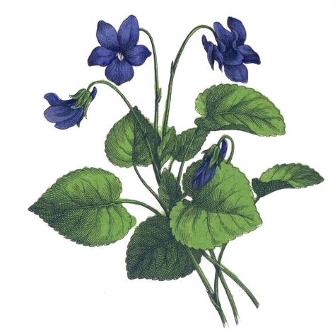 This vintage violet drawing is over 150 years old. It was found in an old book and was originally colored by the hand of an unknown artist. Violet Drawing, Paintings By Famous Artists, Violet Flower Tattoos, Hummingbirds Photography, Still Life Paintings, Angel Tattoo Designs, Simple Line Drawings, Botanical Tattoo, Life Paintings