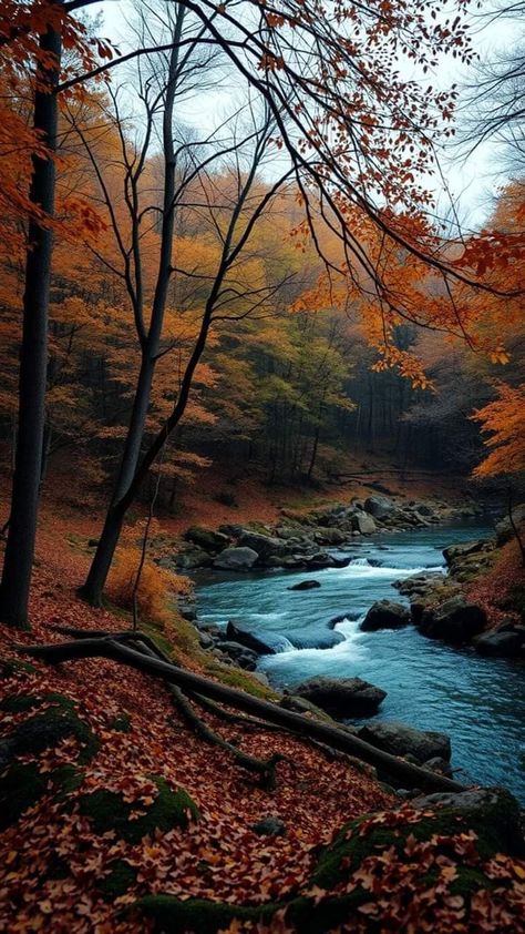 Fall Season Pictures, River In The Forest, Beautiful Wallpapers For Iphone, Scenery Background, Fall River, Beautiful Images Nature, Cool Wallpapers Art, Fall Pictures, Beautiful Nature Wallpaper