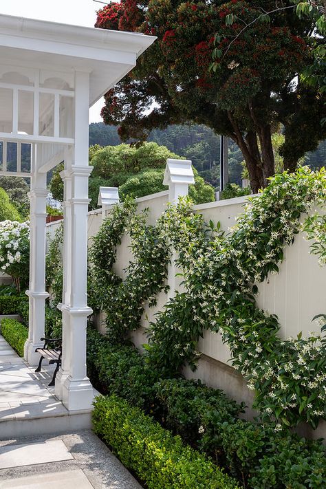 Garden Ideas Ireland, Garden Ideas Nz, Hedge Garden Design, Hamptons Garden, Hedge Garden, Privacy Fence Landscaping, Hampton Garden, Chinese Star, Star Jasmine