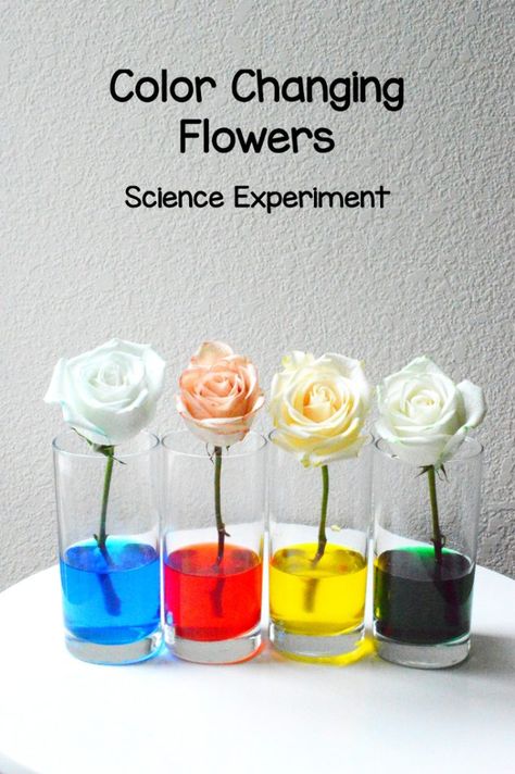 Flower Color Change | Water Science Experiment Color Changing Flowers, Flower Science, Vetenskapliga Experiment, Science Fair Experiments, Fun Experiments For Kids, Water Science Experiments, Ms Project, Stem Challenge, Kid Experiments