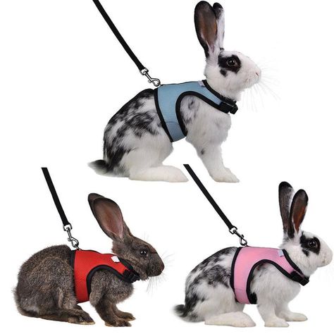 Pet Rabbit Toys, Bunny Harness, Bunny Supplies, Pet Bunny Rabbits, Large Rabbits, Bunny Care, Dog Harnesses, Rabbit Hutches, Pet Bunny