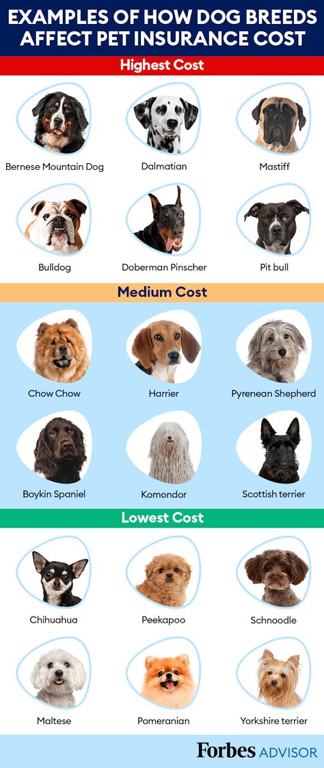 Most Expensive Dog Breeds For Pet Insurance – Forbes Advisor American Indian Dog, Small Dog Tattoos, Most Expensive Dog, Dog Print Tattoo, Mastiff Mix, Expensive Dogs, Dog Line Art, Dog Breeds List, Australian Labradoodle