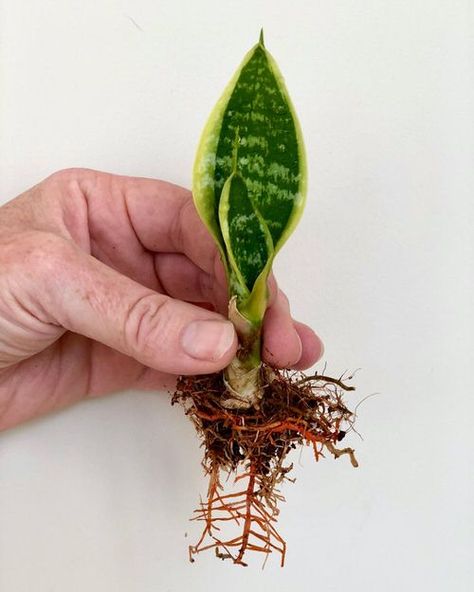 4 Ways to Propagate Snake Plants | Propagating Sansevieria Snake Plant Watering, Propergate Snake Plant, Snake Plant Cuttings In Water, How To Propagate Snake Plant In Water, How To Root Snake Plant In Water, Snake Plant Indoor, Snake Plant Propagation, Snake Plant Varieties, Plants Grown In Water