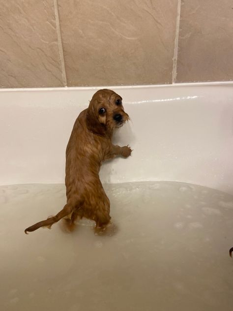 Cute Cavapoo Puppies, Puppy Bath, Cutest Animals On Earth, Mini Goldendoodle Puppies, Dog Waiting, Cute Dogs Images, Very Cute Puppies, Cavapoo Puppies, Heavy Burden