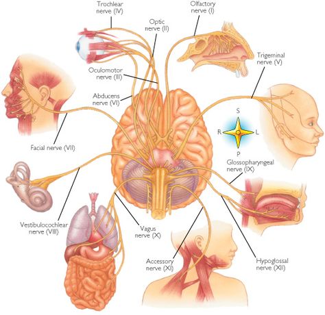 Polyvagal Theory and EMDR Glossopharyngeal Nerve, Hypoglossal Nerve, Cranial Nerves Mnemonic, Shoulder Shrug, Eye Movement, Facial Nerve, Diaphragmatic Breathing, Emdr Therapy, Cranial Nerves