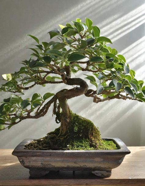 Bonsai Tree Ficus, Ficus Benjamina Bonsai, Bonsai Aesthetic, Ficus Bonsai Tree, Ficus Bonsai, Garden Aesthetics, Bonsai Ficus, Weeping Fig, Bonsai Care