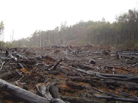 Environmental Damage, Tropical Forest, Palm Oil, Ecology, South America, Agriculture, Habitat, Sustainability, Planets