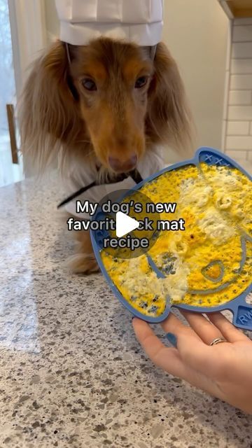 Roswell on Instagram: "Roswell’s Lick Mats are microwave-safe and perfect for this 1 ingredient recipe! He is obsessed👏 Lick Mat linked in my bio🥰 Microwave times may vary, I put it for 15 second intervals for about 1 minute total. Idea/recipe by @lunathetrickdog 💛 #lickmat #lickmatrecipe #homemadedogtreats #dachshund #lickmats" Dog Lick Matt Recipes, Dog Lick Mat Ideas, Dog Lick Mat Recipes, Lick Mat Recipes, Dog Lick Mat, Golden Doodle, Dog Recipes, Goldendoodle, Dog Treats