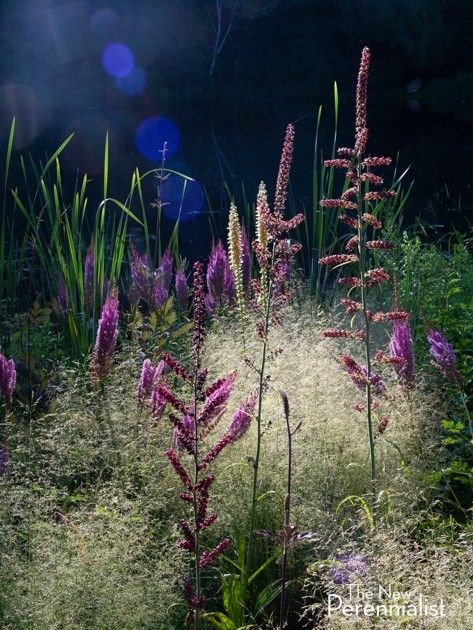 Naturalistic Garden, Lost For Words, Pond Garden, Planting Design, Recycled Garden, Plant Combinations, Garden Landscape Design, Natural Garden, Community Gardening