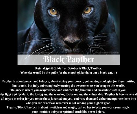 Meaning of Black Panther spirit guide #spiritguides #animalspiritguides Panther Symbolism, Panther Meaning, Symbolism Tattoo, Panther Spirit, Black Jaguar Animal, Animal Totem Spirit Guides, Panther Pictures, Spirit Animal Meaning, Animal Meanings