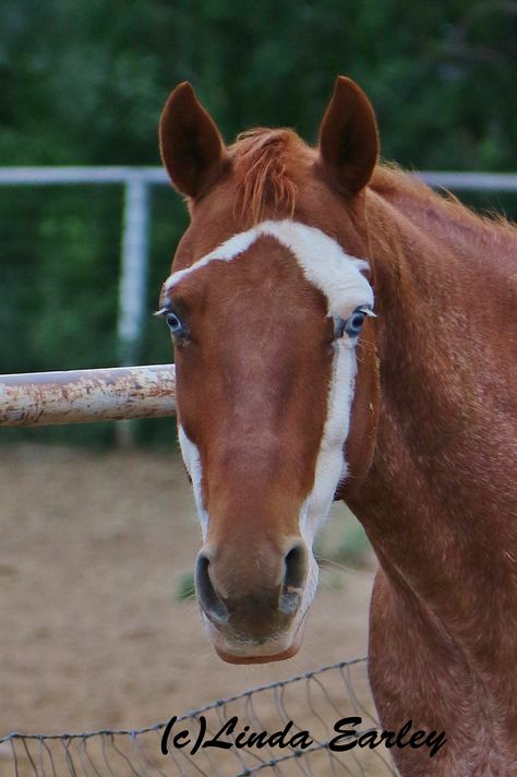 Unusual badger face marked Paint Horse that I found in a pen on the backside of Ruidoso Downs Race Track, New Mexico Face Markings, Unusual Horse, Horse Crazy Girl, Horse Markings, Rare Horses, American Paint Horse, Face Piercings, Paint Horse, Horse Face