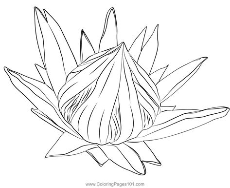 Protea Flower Coloring Page King Protea, Protea Flower, Flower Coloring Pages, Free Kids, Printable Coloring Pages, Printable Coloring, Coloring Pages For Kids, Coloring Page, Template Printable