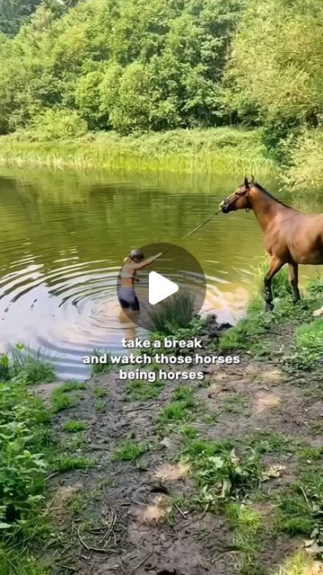 Horse Love Zone 🐎 | Have good day with funny Horse   Cr: Tiktok hxrseditsz ____________ ================== • • • • • #equestrian #equestrianlife #h... | Instagram Phar Lap Horse, Funny Horse Pics, Funny Horses Videos, Wild Horse Videos, Horse And Rider Photography, Horse Fails, Equestrian Funny, Big Horse Breeds, Animal Videos Funny