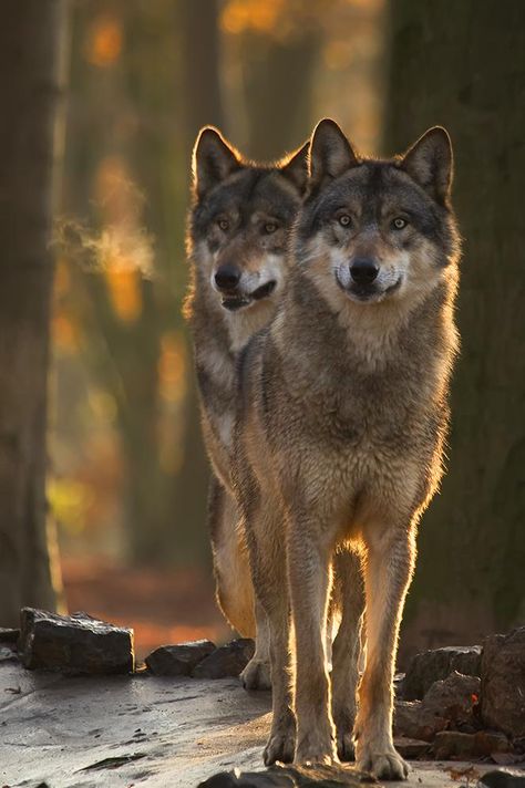 Eingebetteter Bild-Link Dobermans Aesthetic, Cut Hair Short, Wolf Mates, Wolf World, Werewolf Aesthetic, Wolf Photography, Wolf Photos, Wolf Spirit Animal, Wolf Love