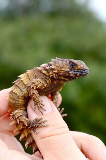 Meet the Armadillo Lizards: The Hauntingly Beautiful Mini-Dragon Lookalike Armadillo Lizard, Small Lizard, Lizard Types, Pet Lizards, Cute Lizard, Cute Reptiles, Reptiles Pet, Reptiles And Amphibians, Imagine Dragons