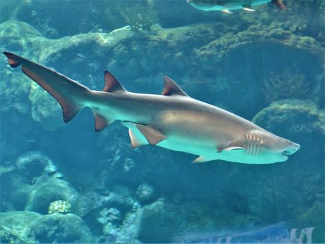 Photo by John Jeffries. Sand sharks, also known as sand tiger sharks, grey nurse sharks or ragged tooth sharks, are mackerel sharks of the family Odontaspididae. They are found worldwide in temperate and tropical waters. Grey Nurse Shark, Sand Tiger Shark, Sand Shark, Cool Sea Creatures, Tiger Sharks, Shark Conservation, Types Of Sharks, Shark Photos, Shark Pictures