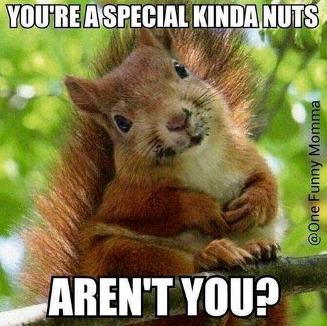 Funny Squirrel Pictures, Squirrel Pictures, Good Morning Funny Pictures, Squirrel Funny, Raccoon Funny, Funny Animal Quotes, Cute Squirrel, A Squirrel, Funny Cartoon Quotes