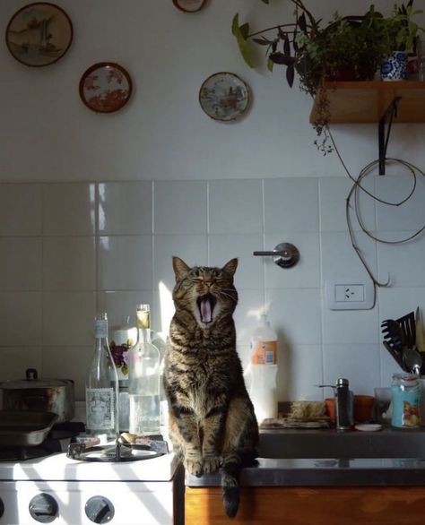 Katt Grejer, Bohemian Kitchen, Cat Photography, Cat Person, Silly Cats, Pretty Cats, Crazy Cat Lady, 귀여운 동물, Hetalia