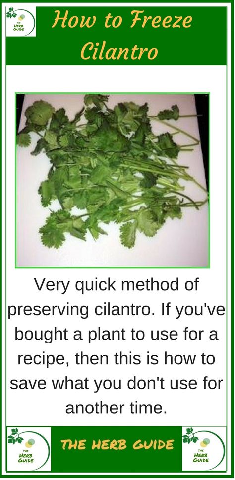 Freeze Cilantro, Freezing Cilantro, How To Harvest Cilantro, Herb Guide, Canning Salsa, Freezing Food, Preserving Herbs, Cooking Dishes, Potager Garden