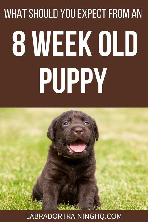 What Should You Expect From An 8 Week Old Puppy - Chocolate lab puppy sitting in the grass. Copycat Crumbl Cookie, Lab Puppy Training, 8 Week Old Puppy, Crumbl Cookie Recipe, Puppy Schedule, Labrador Puppy Chocolate, Socializing Dogs, Chocolate Lab Puppies, Puppy Stages