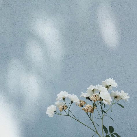 Blue Pastel Wallpaper Aesthetic, Pastel Blue Background Aesthetic, Soft Floral Aesthetic, Light Blue Aesthetic Soft, Light Blue Wallpaper Aesthetic, Blue Floral Aesthetic, Blue Sargent, Baby Blue Aesthetic, Floral Aesthetic