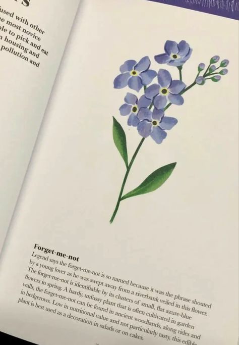 Forget Me Not Flower Illustration, Forget Me Nots Drawing, Forget Me Not Flower Aesthetic, Forget Me Not Flower Meaning, Shayla + Core + Aesthetic, Forget Me Not Flowers Painting, Forget Me Not Aesthetic, Forget Me Nots Aesthetic, Forget Me Not Flowers Tatoos