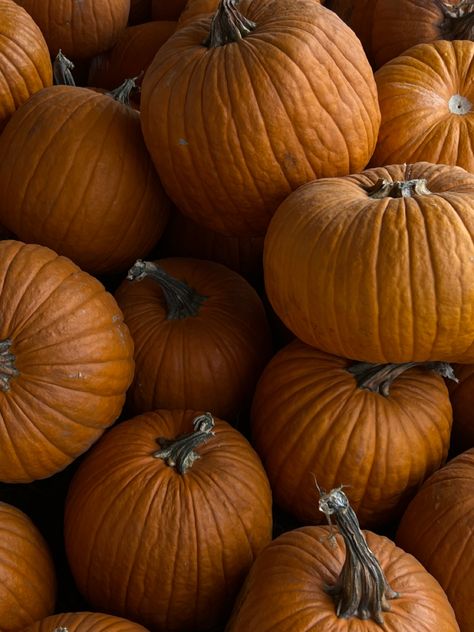 Fall Instagram Aesthetic, Thanksgiving Aesthetic Photography, Orange Aesthetic Fall, Pumpkin Carving Aesthetic, Pumpkin Aesthetic, Fall Mood Board, Cozy Outfits, Orange Aesthetic, Pumpkin Seasoning