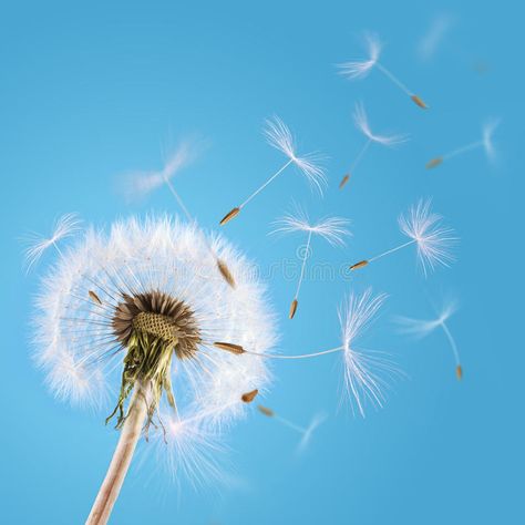 Dandelion seeds blown in the sky. Overblown dandelion with seeds flying away wit , #sponsored, #blown, #sky, #Dandelion, #seeds, #flying #ad Dandelion Pictures, Dandelion Plant, Assisted Reproductive Technology, Dandelion Seeds, School Murals, Dandelion Seed, Funny Animal Quotes, Landscape Photography Nature, Flower Names