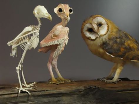 Featherless Owl, Owl Legs, Owl Skeleton, Pet Portrait Paintings, Owl Wings, Barn Owls, Animal Skeletons, Barred Owl, Vulture Culture