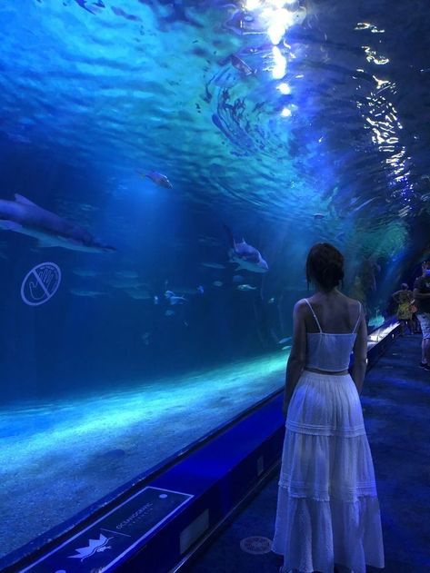 Aquarium Photos, Aquarium Pictures, Ocean Park, Trik Fotografi, Summer Dream, Instagram Inspo, Sea Animals, Blue Aesthetic, Aesthetic Photo