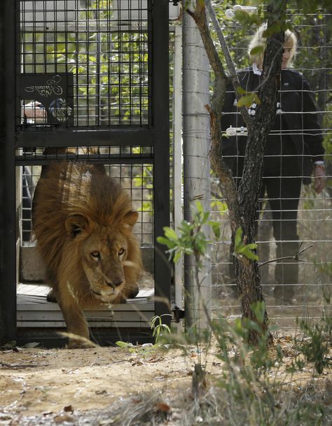 Thirty three lions rescued from Peru and Colombia have found a new home after being airlifted to the Emoya Big Cat Sanctuary in South Africa Circus Lion, Big Cat Rescue, Cat Sanctuary, Trophy Hunting, African Lion, Rescue Cats, Animal Sanctuary, Wildlife Sanctuary, Big Cat