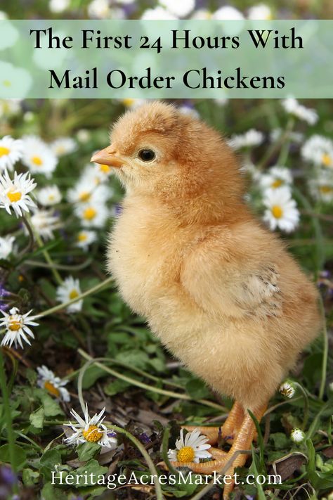 Chicks For Beginners, Chickens In Winter, Homestead Livestock, Molting Chickens, Raising Meat Chickens, Homesteading Life, Chicken Facts, Urban Chicken, Raising Turkeys