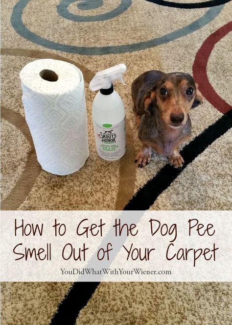 No doubt you want your house smelling fresh when guests come over. Dealing with dog pee smell in the carpet can be a real headache but here are some clean up solution that can solve your issue. Dog Pee On Carpet, Pee Smell Out Of Carpet, Urine Smell Out Of Carpet, Dog Pee Smell, Pee Smell, Urine Smells, Dog Urine, Dog Insurance, Dog Smells