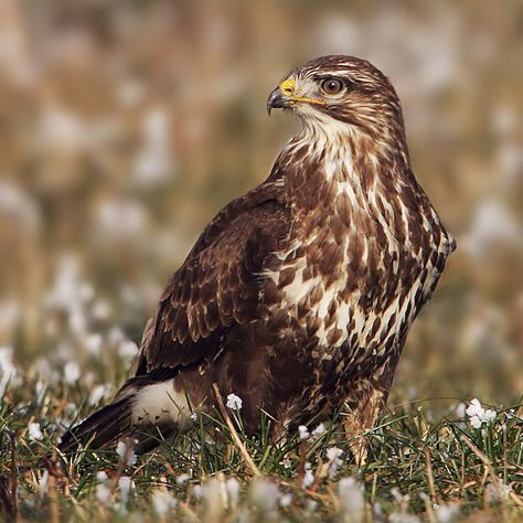 Common Buzzard -becoming increasingly common around Gainsborough - I had a close encounter with one of these in Cassies Woods in May 2012 Common Buzzard, Fastest Bird, List Of Birds, Buzzard, Bird Book, Animal Magic, British Wildlife, Winter Photo, January 3