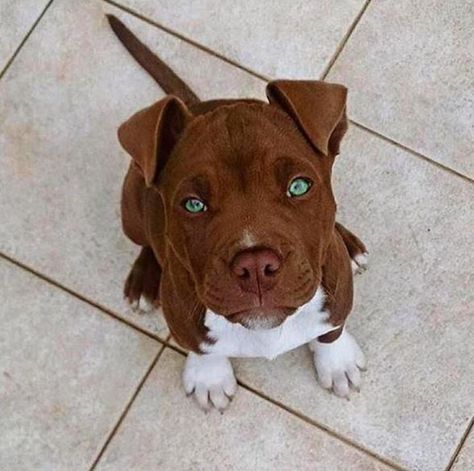 Cutie Staffordshire Terriers, Pitbull Puppies, Tiny Dogs, Cute Dogs And Puppies, Pit Bulls, Cute Animal Photos, Pitbull Dog, Cutest Animals, Pitbull Terrier