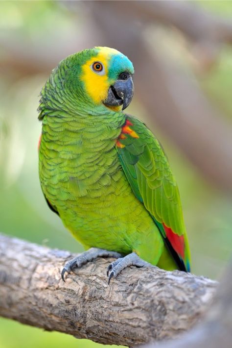 All of the Amazon parrots are popular choice for pet birds, and the Blue Fronted Amazon is no exception. Burung Kakatua, Amazon Birds, Bird Breeds, Amazon Parrot, Parrots Art, Funny Parrots, Parrot Cage, Colorful Parrots, Parrot Toys