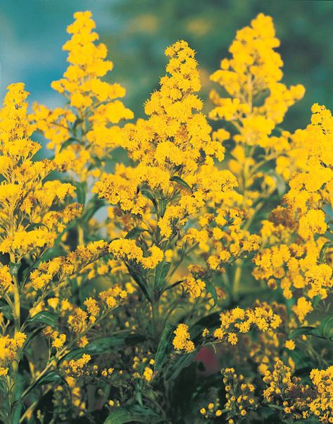 Solidago canadensis | Canadian goldenrod Herbaceous Perennial/RHS Canadian Goldenrod, Solidago Canadensis, Goldenrod Flower, Floral Design Classes, Small Yellow Flowers, Flower Identification, Prairie Garden, Buy Plants Online, Wildlife Gardening