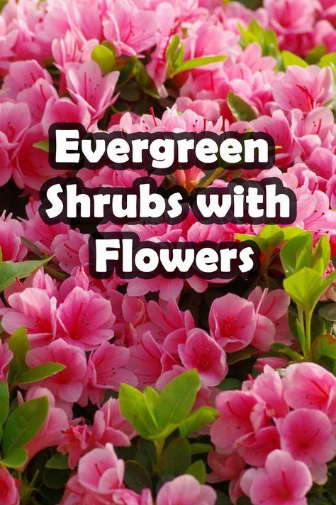 Discover the enchanting beauty of 15 flowering evergreen shrubs that will add year-round color to your garden. Our comprehensive article reveals the most stunning, low-maintenance shrubs that bloom in a wide range of colors and sizes. Create an outdoor oasis with these plants that also provide privacy, shade, and fragrance. From camellias to azaleas, you'll find the perfect shrub for your landscape. Don't miss the opportunity to transform your garden into a stunning paradise! Landscaping Plants Low Maintenance, Low Maintenance Shrubs Landscaping Ideas, Colorful Shrubs For Landscaping, Low Flowering Shrubs, English Garden Shrubs, Evergreen Shade Plants, Evergreen Plants For Landscaping, Low Shrubs For Landscaping, Part Shade Shrubs